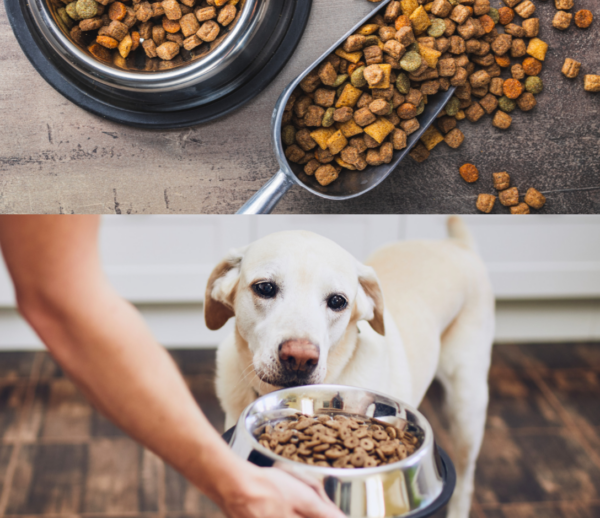How Many Calories Does a Dog Need? Free Dog Food Calculator Dogs Vets